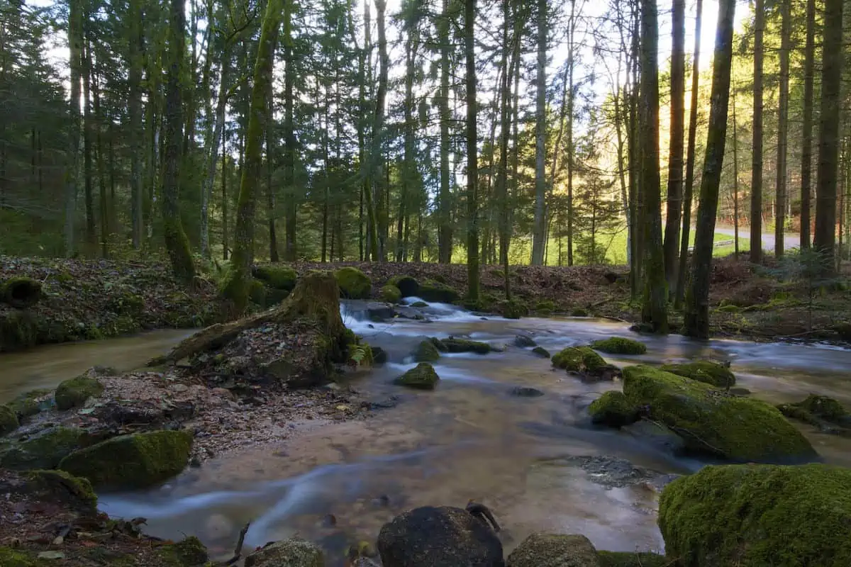 Westweg - Black Forest