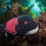 Scuba Diving Catalina Island, California