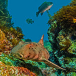 Scuba Diving Catalina Island, California