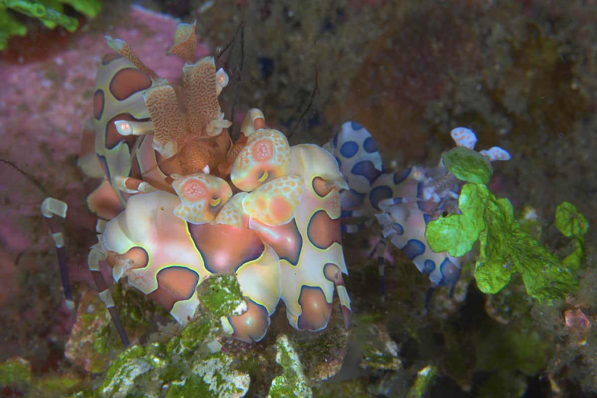 Tubbataha Reef - Philippines