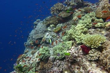 Scuba Divinf Fiji