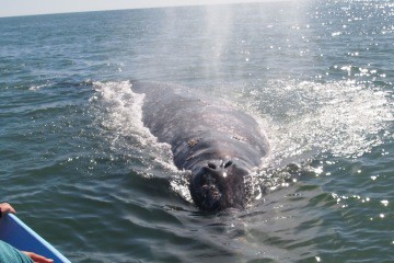 Grey whales baja california mexico