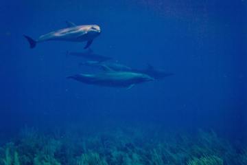 Scuba Diving Ambergris Caye