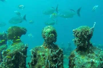 Snorkeling at the underwater park