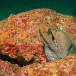 scuba diving coiba island panama