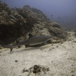 scuba diving coiba island panama