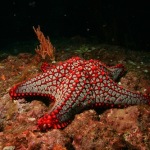 scuba diving coiba island panama