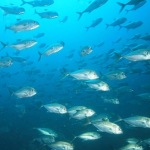 scuba diving coiba island panama