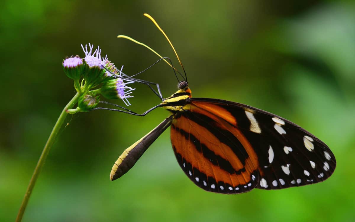 Darien National Park - Panama