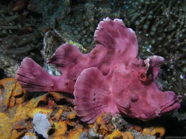 Diving Lembeh Strait, Indonesia