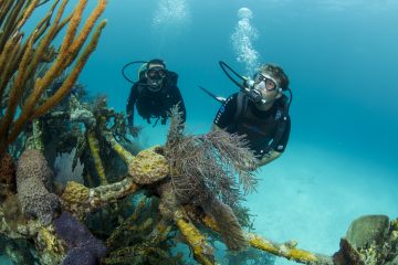 scuba diving buddy system