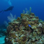 Roatan Diving: Scuba Diving iin Honduras