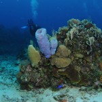 Roatan Diving: Scuba Diving iin Honduras