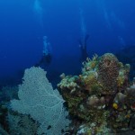 Roatan Diving: Scuba Diving iin Honduras