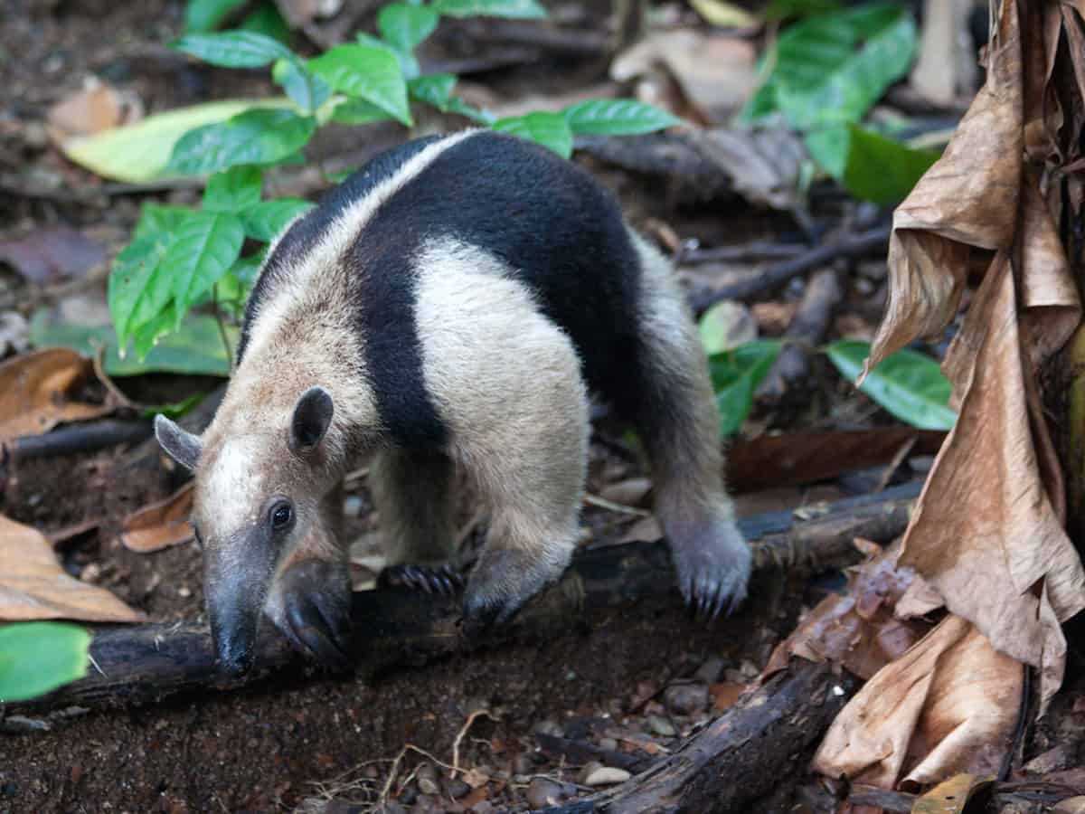 Corcovado NP - Costa Rica