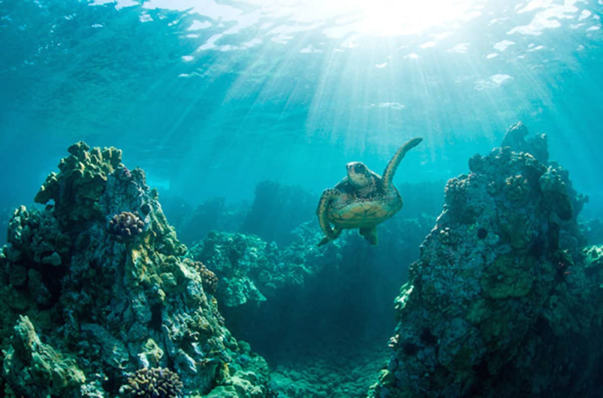 13 Reasons to Become a Certified Scuba Diver • The Adventure Junkies