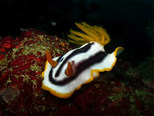 Puerto Galera Diving