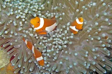 best dive sites in asia