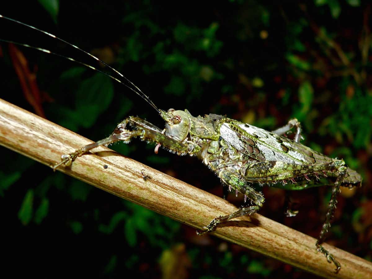 Monte Verde - Costa Rica