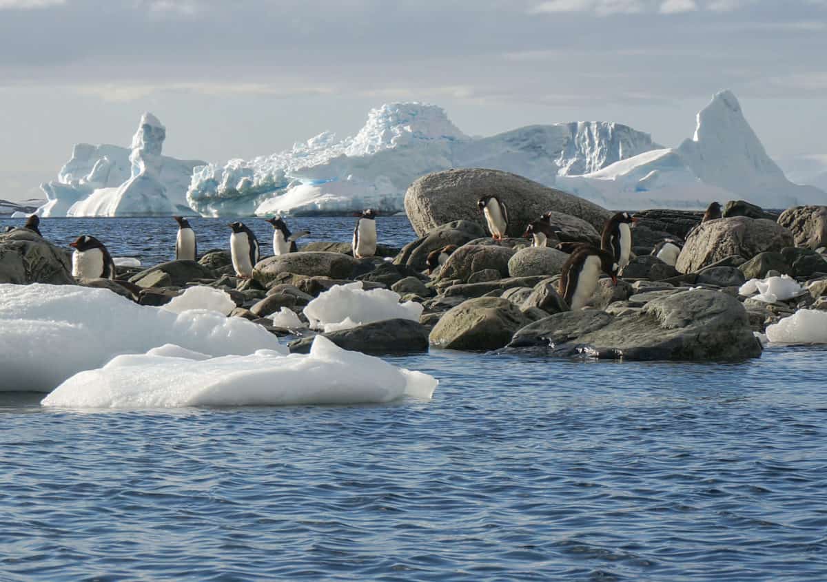 Amanda Zeisset - Cuverville Island - Penguins - DSC09011