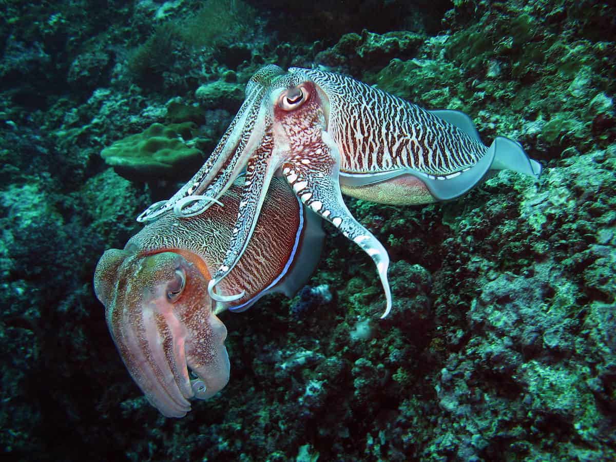 Andaman Islands - India