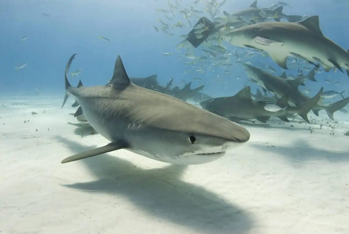 Bahamas Liveaboard Diving