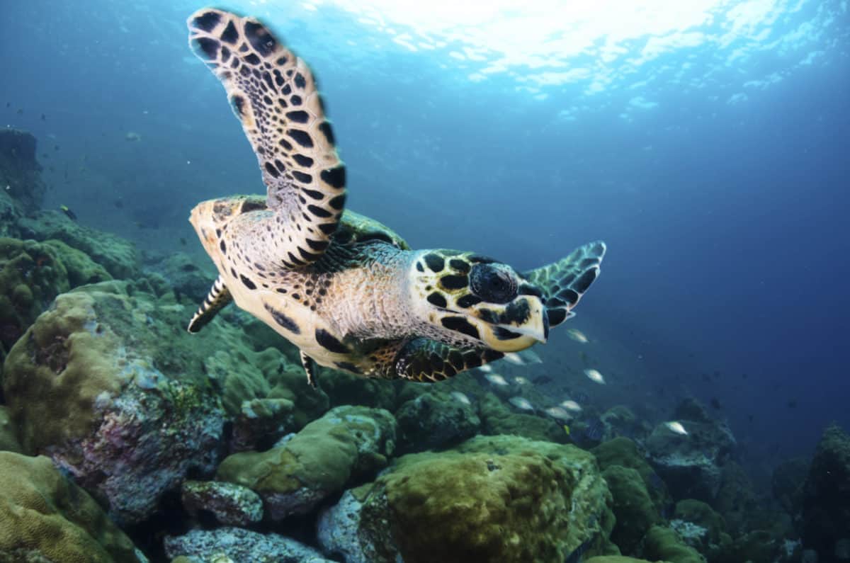 hawksbill turtle