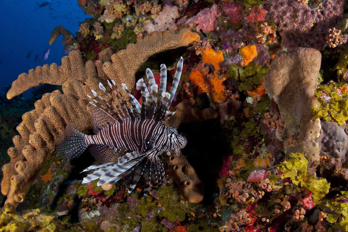 Invasive Lionfish in Saba