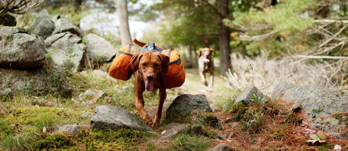 dog hiking backpack