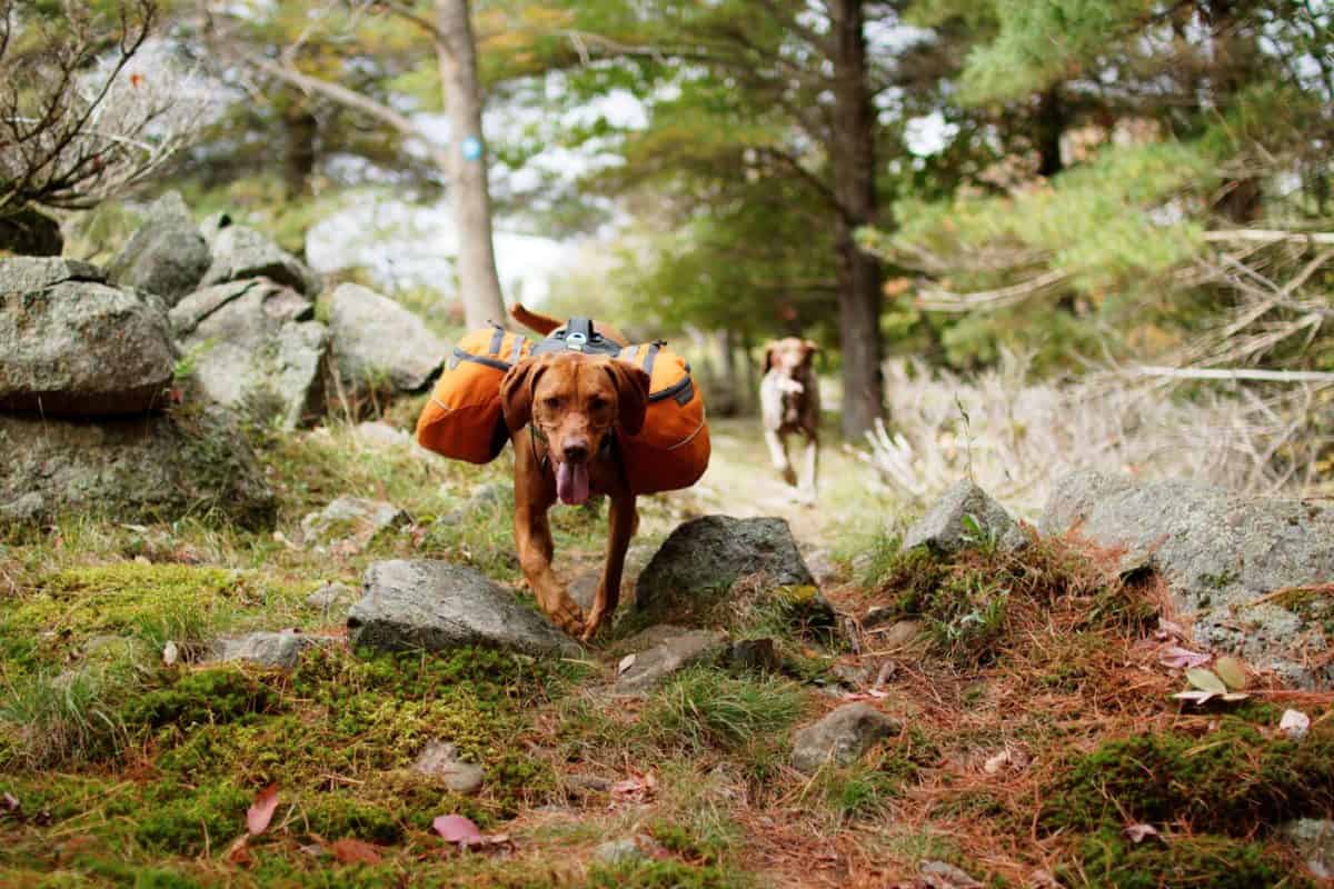 Top 7 Best Dog Hiking Packs of 2024 • The Adventure Junkies