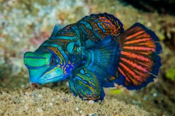 best liveaboard destinations for macro diving