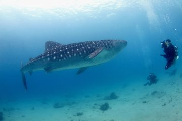 best liveaboard destinations for diving with whale sharks