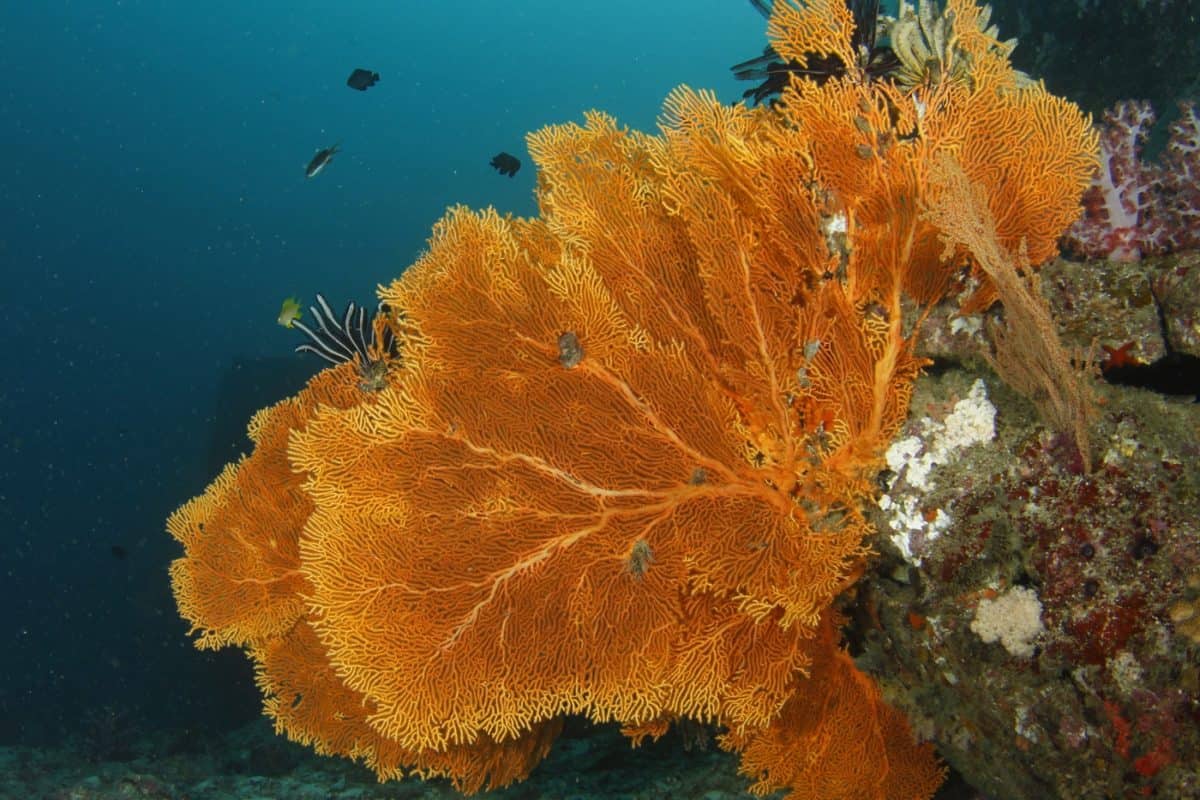 Liveaboard Destinations To Dive in November The Adventure Junkies