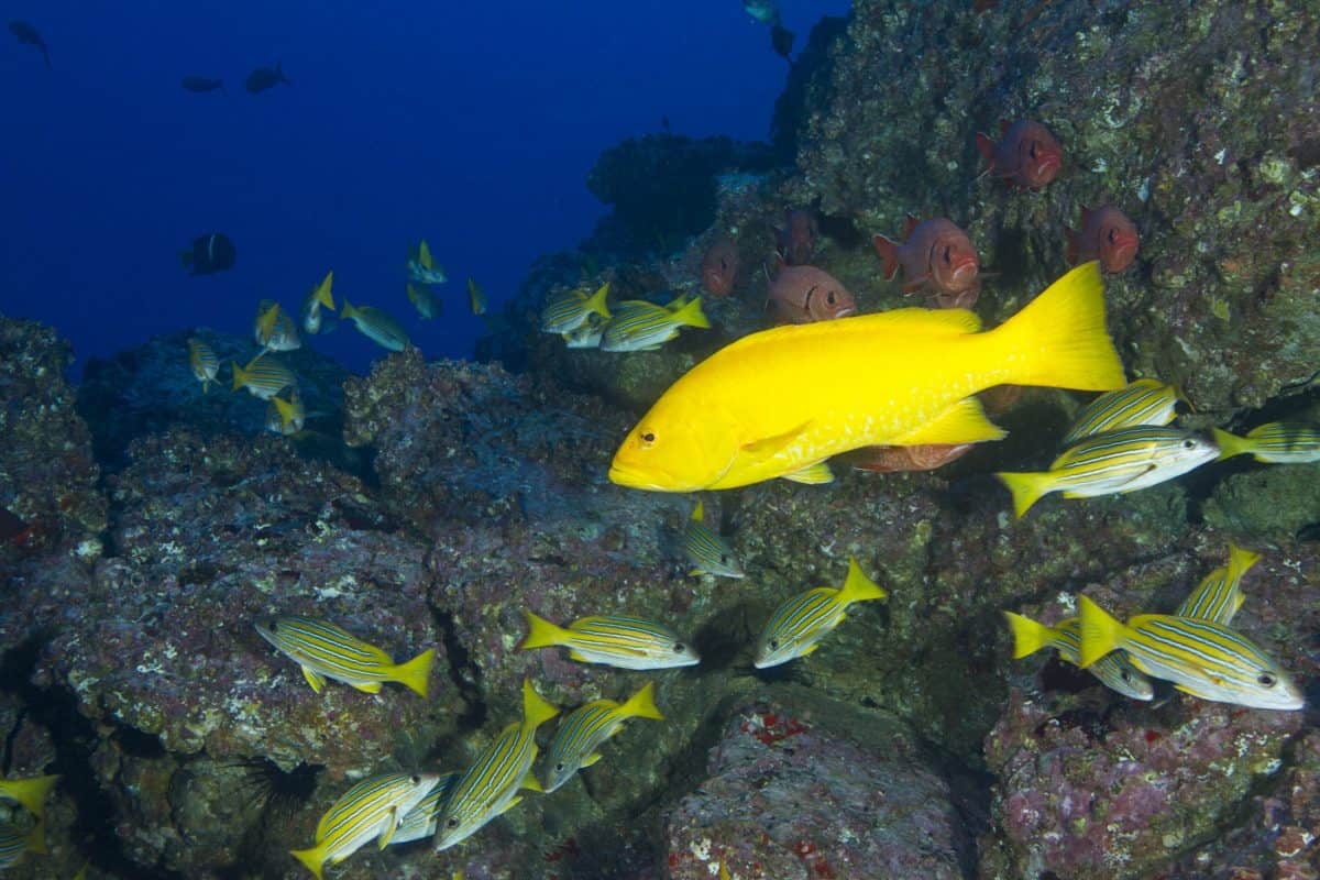 Liveaboard Destinations To Dive in October The Adventure Junkies