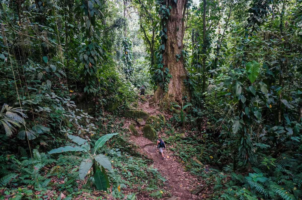 Rainforest & Ruins: A Photo Journey to the Lost City