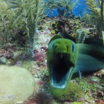 Scuba Diving in Ambergris Caye (Belize)