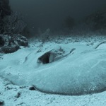 Scuba Diving in Ambergris Caye (Belize)