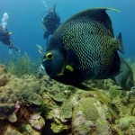 Scuba Diving in Ambergris Caye (Belize)