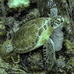 Scuba Diving in Ambergris Caye (Belize)