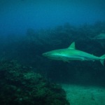 Scuba Diving in Ambergris Caye (Belize)