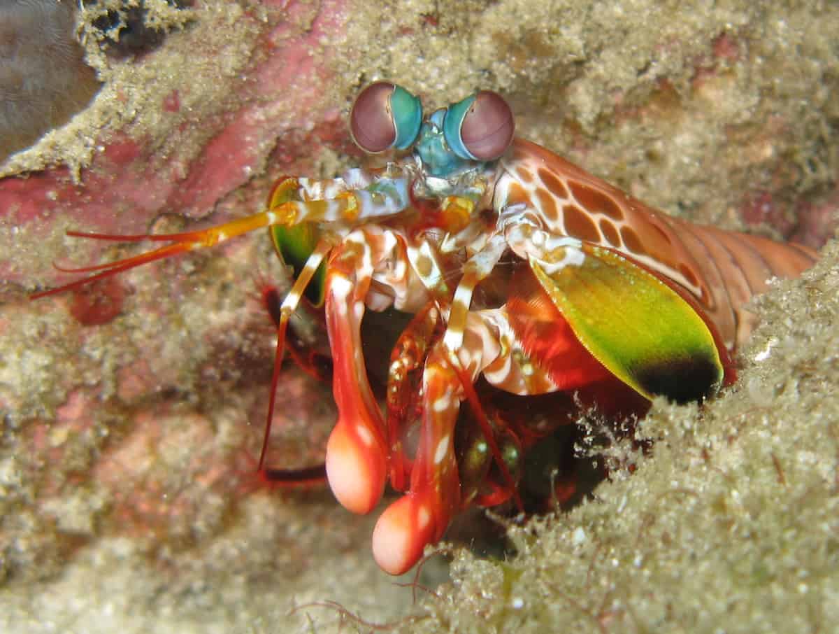 Diving Adaman Sea - Thailand