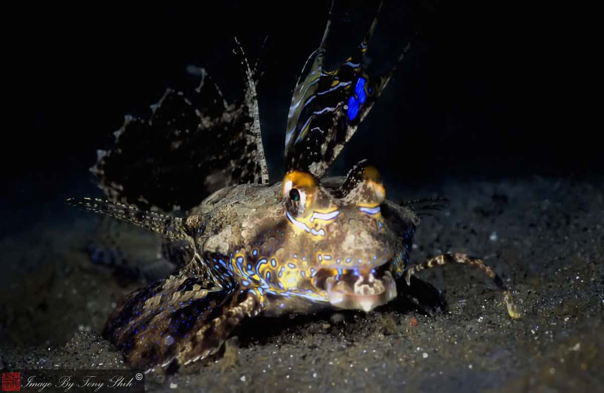 Diving Ambon - Indonesia