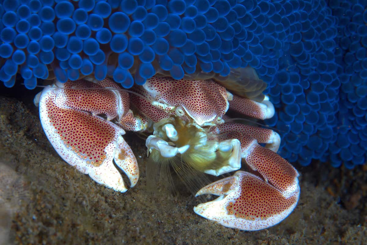 Diving Dauin - Philipines