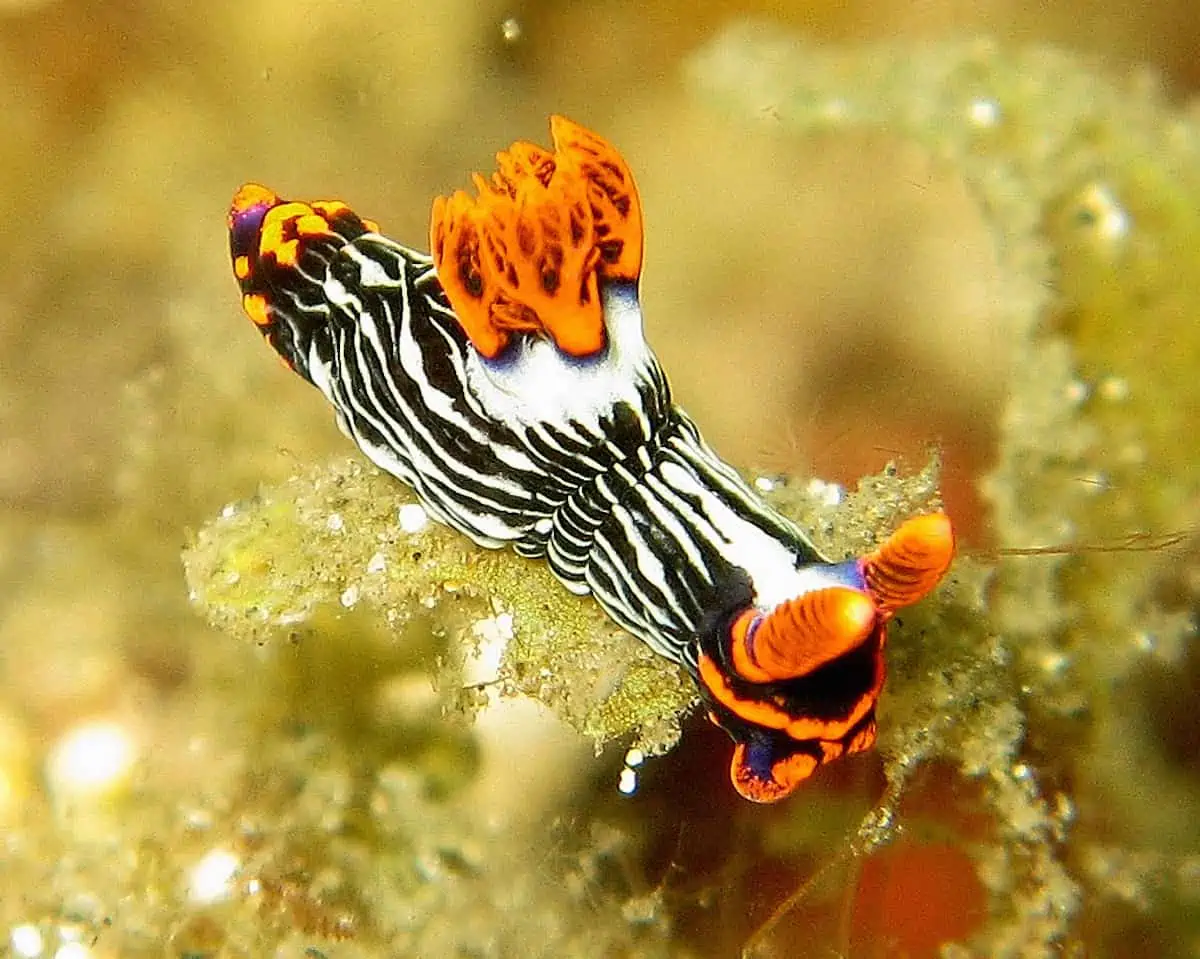 Diving Lembeh Strait - Indonesia