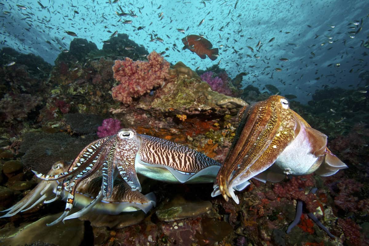 Diving Liveaboard Burma