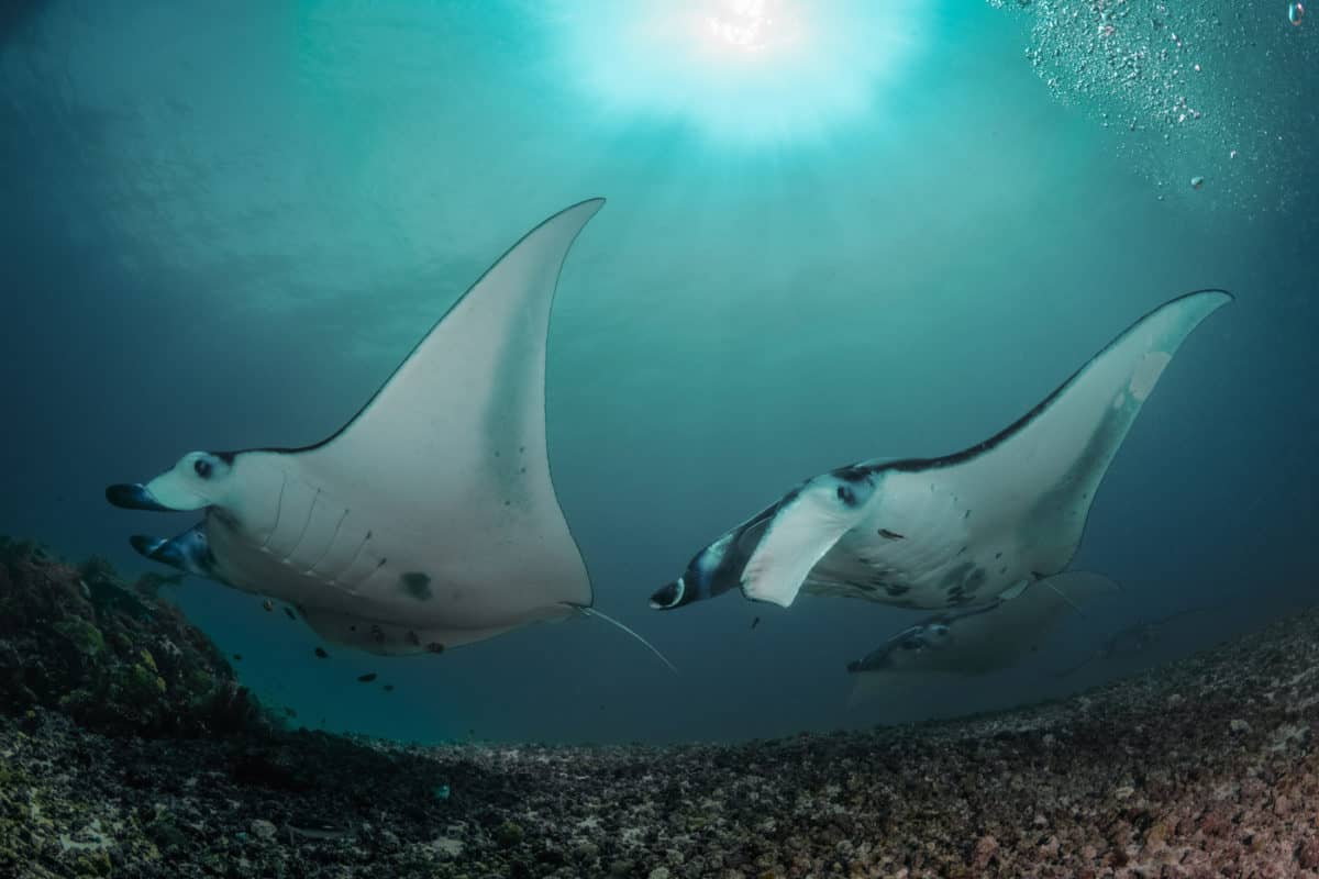 Diving Liveaboard Komodo, Indonesia