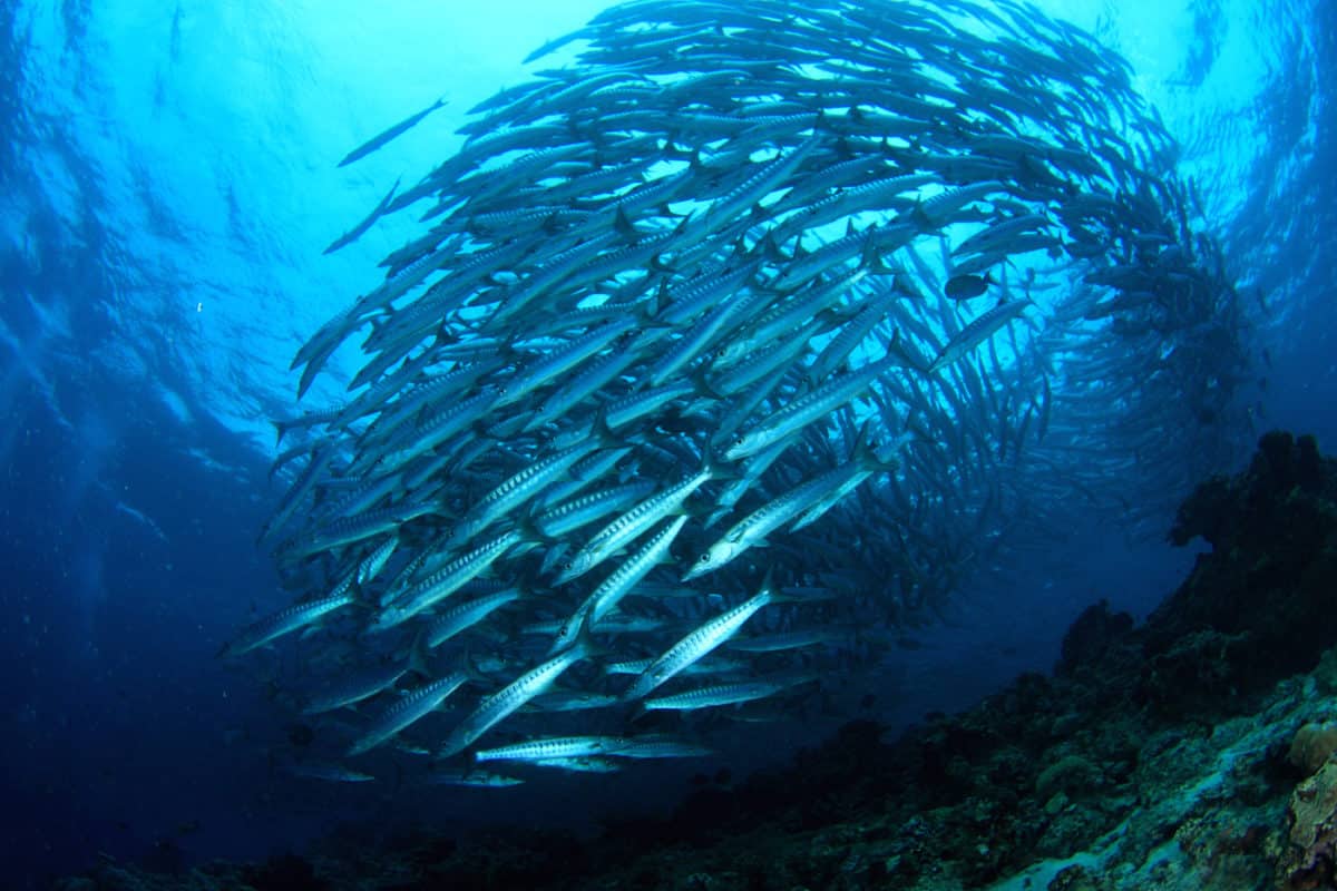 Diving Liveaboard in Sipadan, Borneo Malaysia