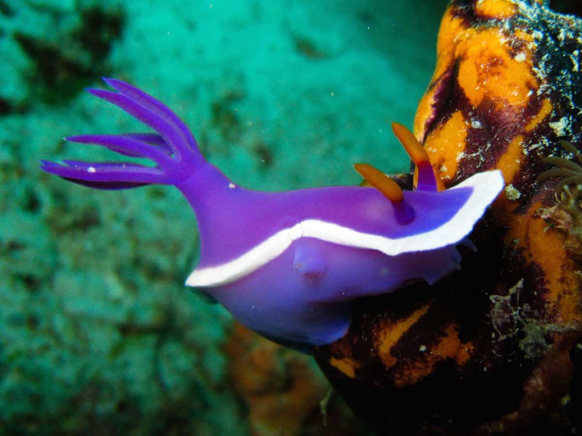 Diving Mabul - Malaysia