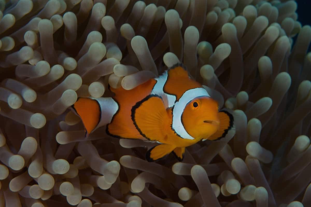 Diving Papua New Guinea