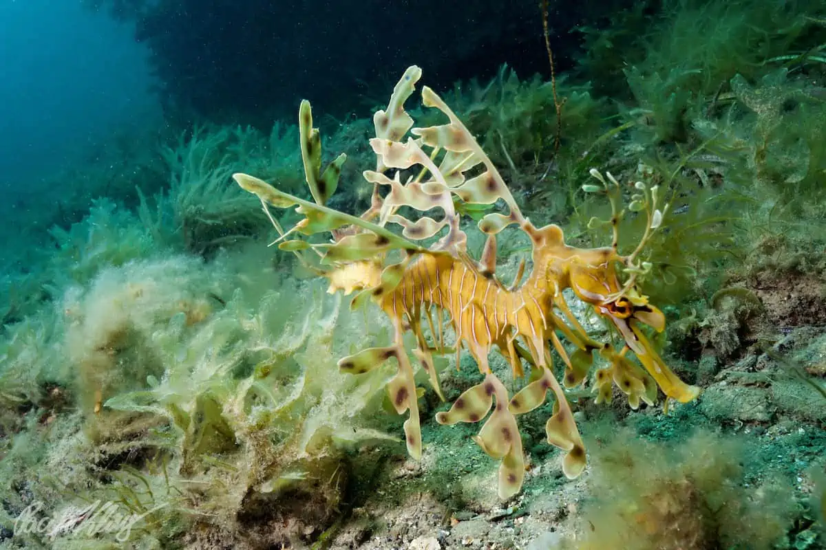 Diving South Australia